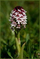 Burnt-Tip Orchid