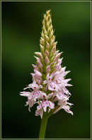 Common Spotted Orchid