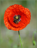 Field Poppy