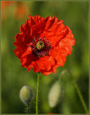 Field Poppy