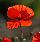Field Poppy