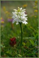 Albino Common Spotted Orchid