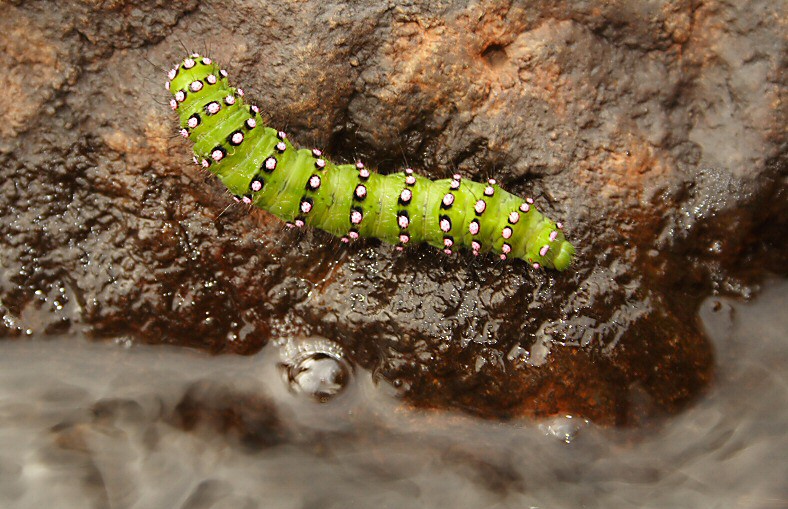 Emperor Moth Caterpillar