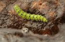 Emperor Moth Caterpillar