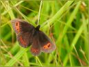Scotch Argus (Erebia aethiops)