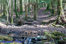 Haldon Forest 2