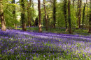Bluebell Woods