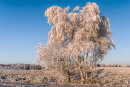 Frozen Tree