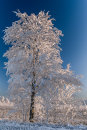 Frozen Tree