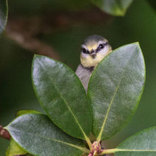 Blue Tit Cyanistes cyanus