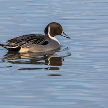 Northern Pintail Anas acuta