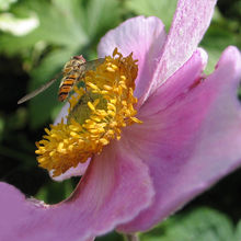 Hoverfly Syrphus ribesii