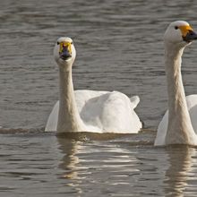 Bewick's Swan Cygnus columbianes