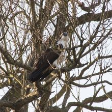 Osprey Pandion haliaetus