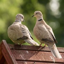 Collard Dove Streptopelia decaocto