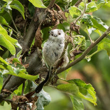 Long Tailed Tit jvn Aegithalos caudatas