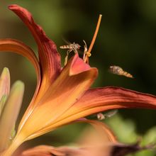 Hover fly Syrphus ribesii