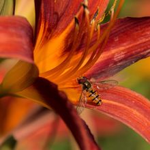 Hoverfly Syrphus ribesii