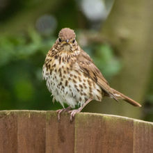 Song Thrush Jvn Turdus philomelos