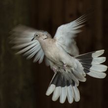 Collared Dove Streptopelia decaocto