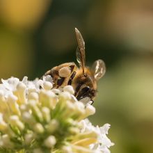 Bee ???? ???? on a Budleia