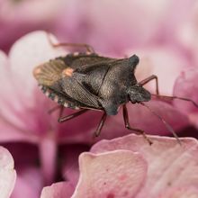 Forest Bug Pentatoma rufipes copy