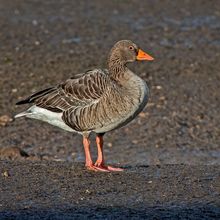 Greylag Goose Ansa ansa