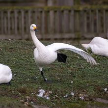 Bewick's Swan Cygnus columbianes
