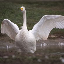 Bewick's Swan Cygnus columbianes