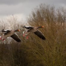 Grelag Goose Ansa ansa