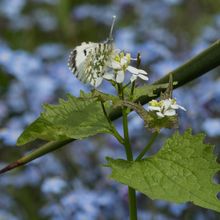 Dapled White Euchloe simplonia