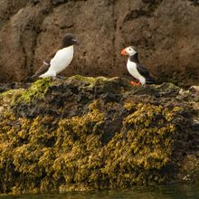 Mr Puffin meets Mr Razorbill
