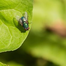 Fly Lucillia caesar
