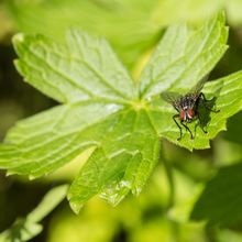 Fly Sarcophaga carnaria