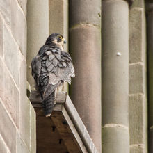 Perigrine Falcon Falco perigrinus