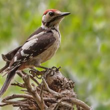 Great Spotted Woodpecker Jvn Dendrocopus major