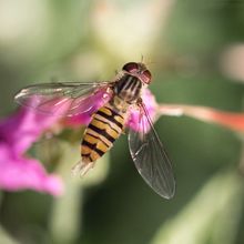 Hoverfly Volucella inanis