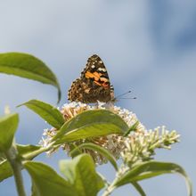 Painted Lady Venessa atalanta