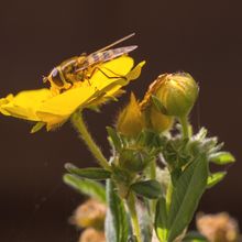 Hoverfly Syrphus ribesii