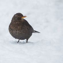 Blackbird female Turdus merula