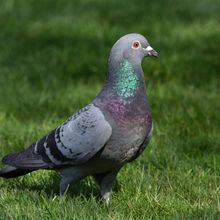 Pigeon Feral Columba livia