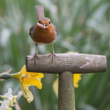 Robin Enthacus rubecula