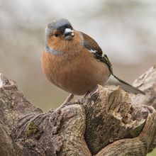 Chaffinch Fringilla coelebs
