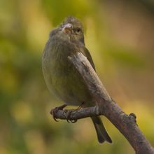 Greenfinch Carduelis chloris