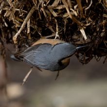 Nuthatch Sitta europaea