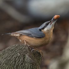 Nuthatch Sitta europaea