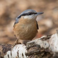 Nuthatch Sitta europaea