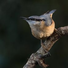 Nuthatch Sitta europaea
