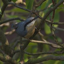 Nuthatch Sitta europaea