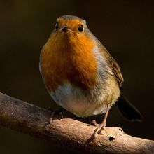 Robin Erithacus rubecula